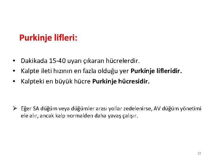 Purkinje lifleri: • Dakikada 15 -40 uyarı çıkaran hücrelerdir. • Kalpte ileti hızının en