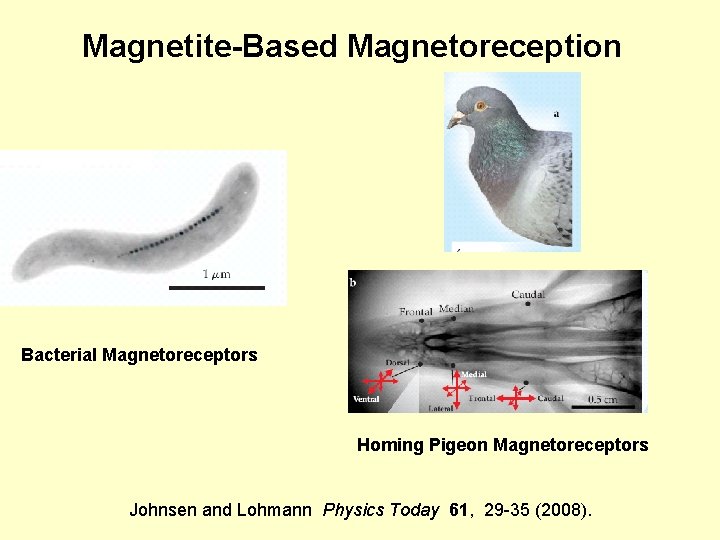 Magnetite-Based Magnetoreception Bacterial Magnetoreceptors Homing Pigeon Magnetoreceptors Johnsen and Lohmann Physics Today 61, 29