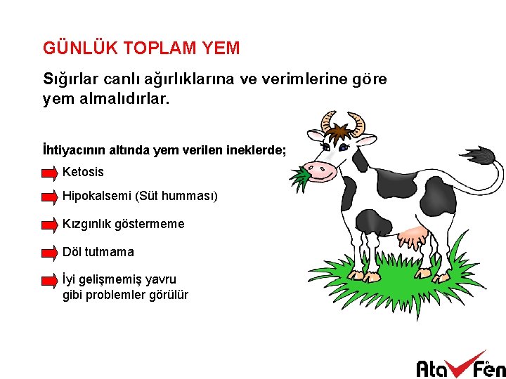 GÜNLÜK TOPLAM YEM Sığırlar canlı ağırlıklarına ve verimlerine göre yem almalıdırlar. İhtiyacının altında yem