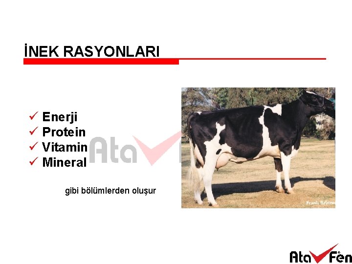 İNEK RASYONLARI ü Enerji ü Protein ü Vitamin ü Mineral gibi bölümlerden oluşur 