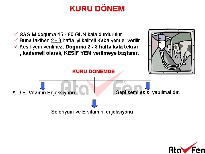 KURU DÖNEM ü SAĞIM doğuma 45 - 60 GÜN kala durdurulur. ü Buna takiben