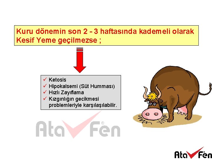 Kuru dönemin son 2 - 3 haftasında kademeli olarak Kesif Yeme geçilmezse ; ü