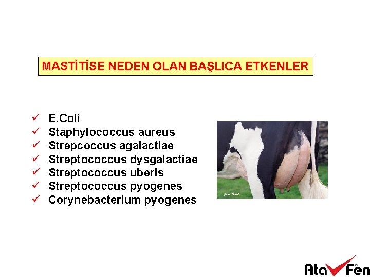 MASTİTİSE NEDEN OLAN BAŞLICA ETKENLER ü ü ü ü E. Coli Staphylococcus aureus Strepcoccus