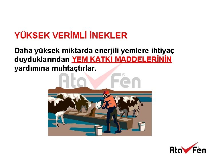 YÜKSEK VERİMLİ İNEKLER Daha yüksek miktarda enerjili yemlere ihtiyaç duyduklarından YEM KATKI MADDELERİNİN yardımına