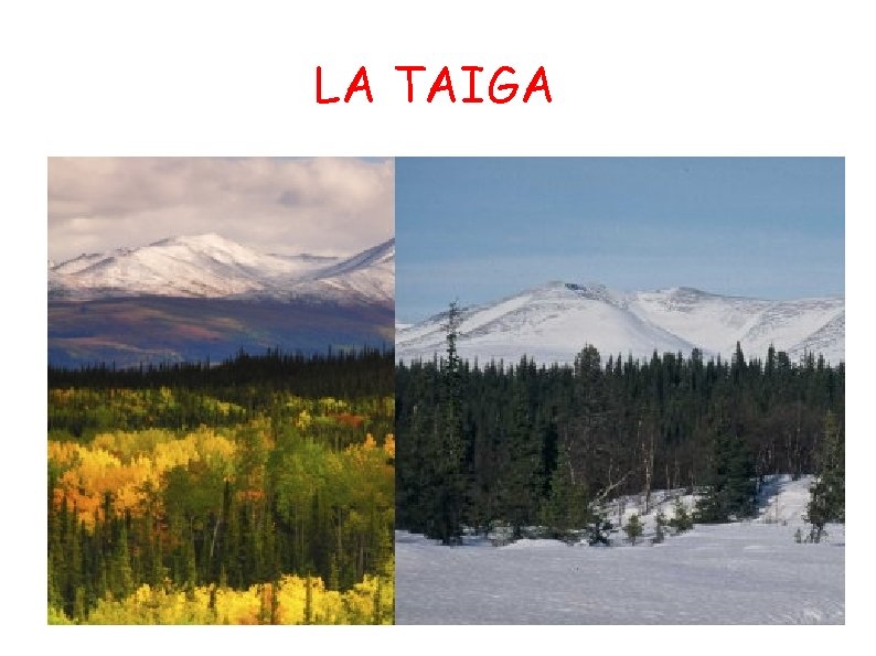 LA TAIGA 