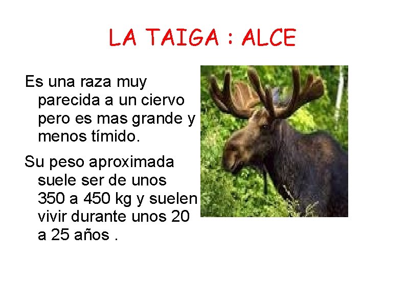 LA TAIGA : ALCE Es una raza muy parecida a un ciervo pero es