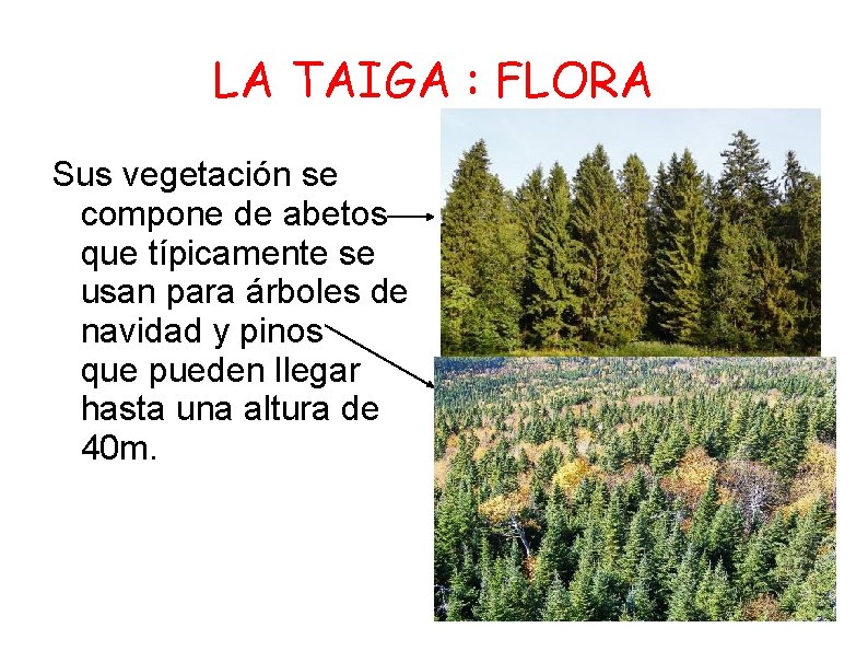 LA TAIGA : FLORA Sus vegetación se compone de abetos que típicamente se usan