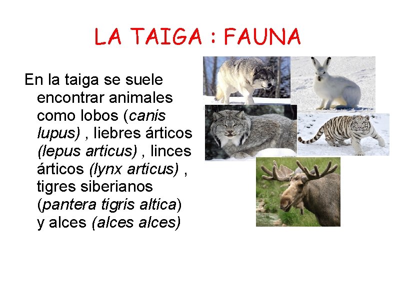 LA TAIGA : FAUNA En la taiga se suele encontrar animales como lobos (canis
