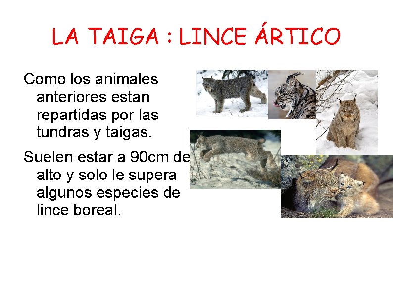 LA TAIGA : LINCE ÁRTICO Como los animales anteriores estan repartidas por las tundras