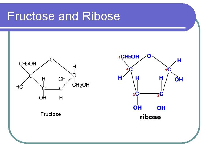 Fructose and Ribose Fructose 