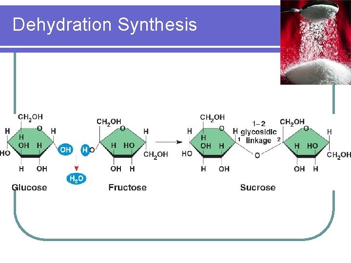 Dehydration Synthesis 