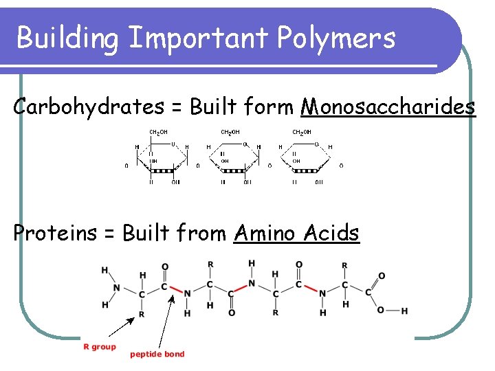 Building Important Polymers Carbohydrates = Built form Monosaccharides Proteins = Built from Amino Acids