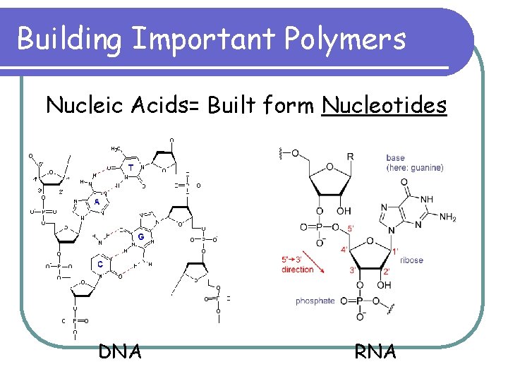 Building Important Polymers Nucleic Acids= Built form Nucleotides DNA RNA 