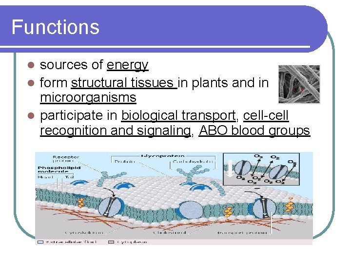 Functions sources of energy l form structural tissues in plants and in microorganisms l