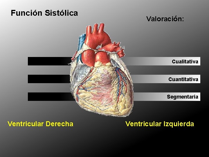 Función Sistólica Valoración: Cualitativa Cuantitativa Segmentaria Ventricular Derecha Ventricular Izquierda Función Sistólica Valoración: Cualitativa Cuantitativa Segmentaria Ventricular Derecha Ventricular Izquierda