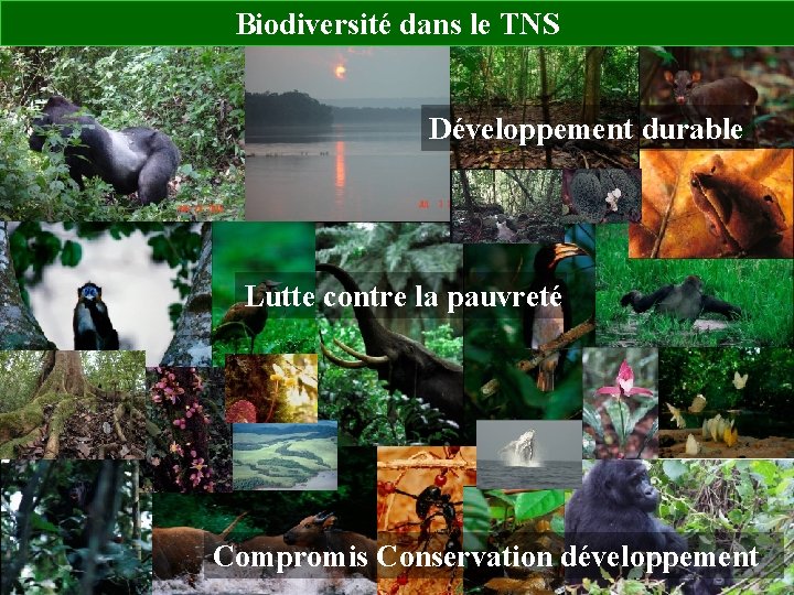 Biodiversité dans le TNS Développement durable Lutte contre la pauvreté Compromis Conservation développement 
