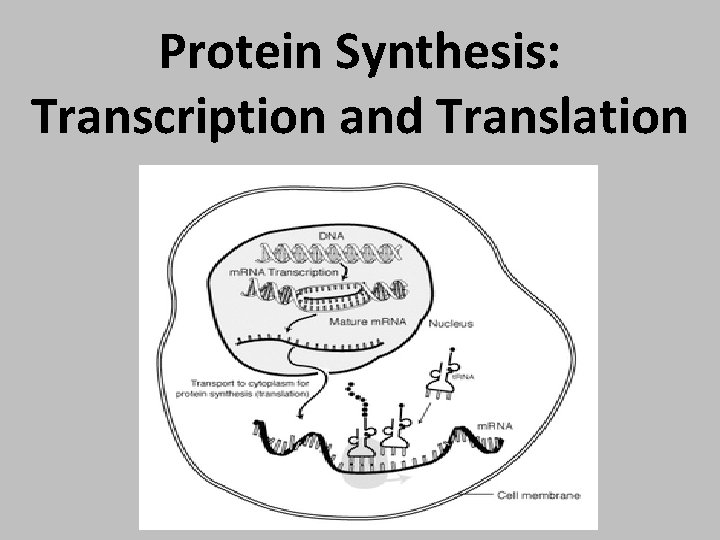 Protein Synthesis: Transcription and Translation 