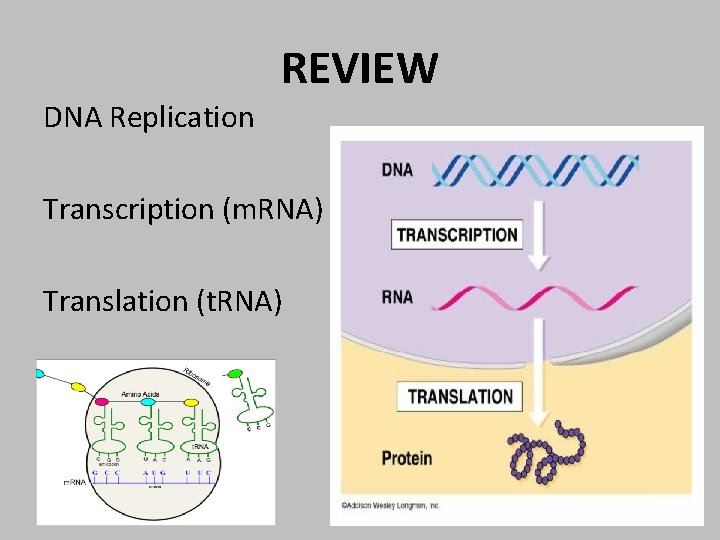 REVIEW DNA Replication Transcription (m. RNA) Translation (t. RNA) 