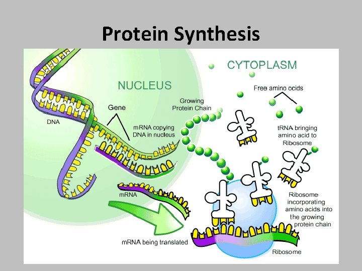 Protein Synthesis 