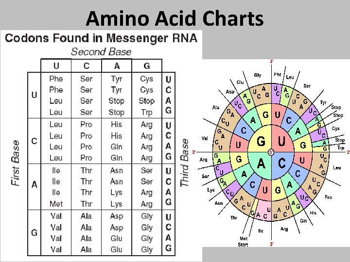 Amino Acid Charts 