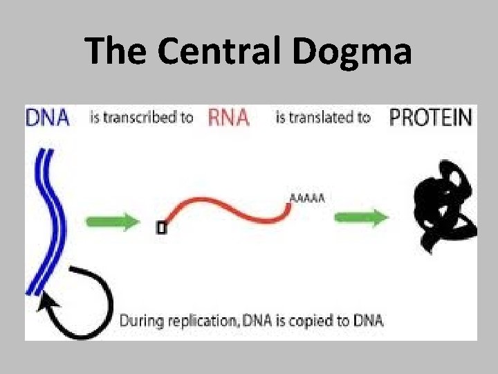 The Central Dogma 