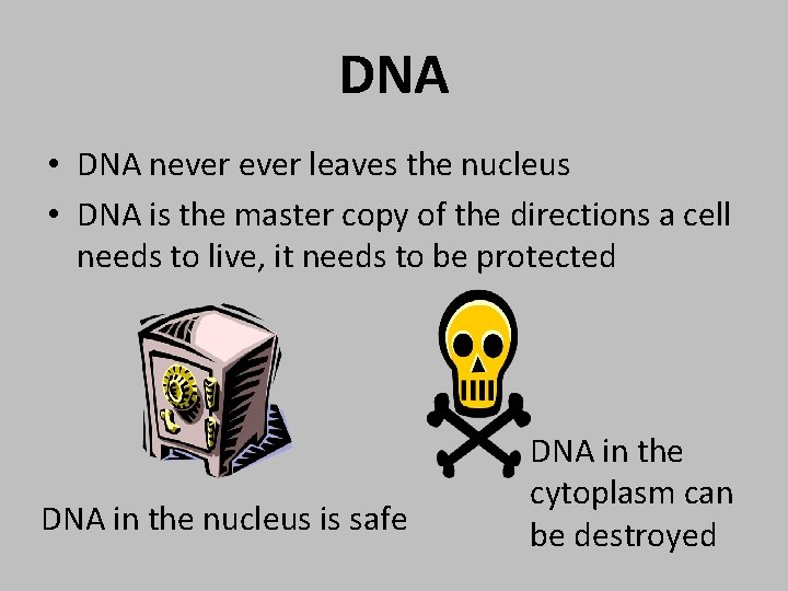 DNA • DNA never leaves the nucleus • DNA is the master copy of