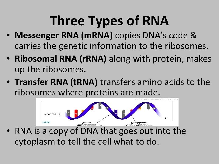 Three Types of RNA • Messenger RNA (m. RNA) copies DNA’s code & carries
