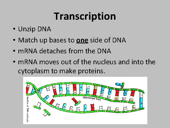 Transcription • • Unzip DNA Match up bases to one side of DNA m.