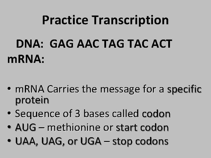 Practice Transcription DNA: GAG AAC TAG TAC ACT m. RNA: • m. RNA Carries