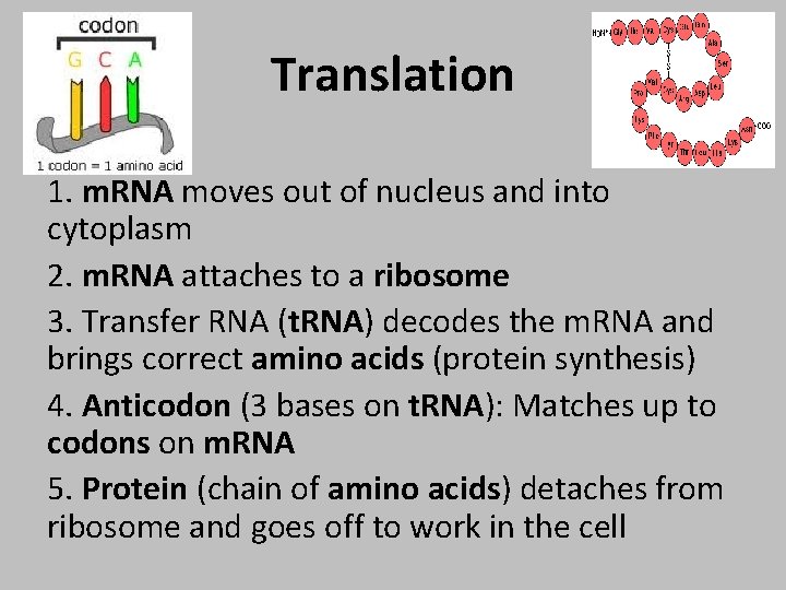 Translation 1. m. RNA moves out of nucleus and into cytoplasm 2. m. RNA