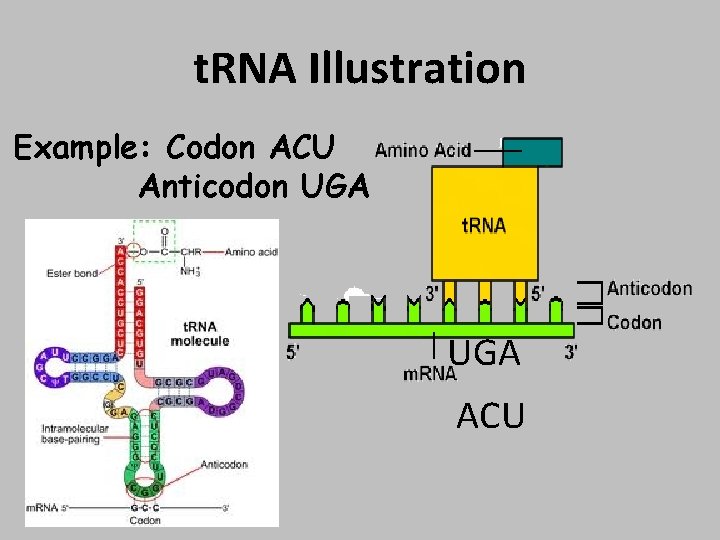 t. RNA Illustration Example: Codon ACU Anticodon UGA ACU 