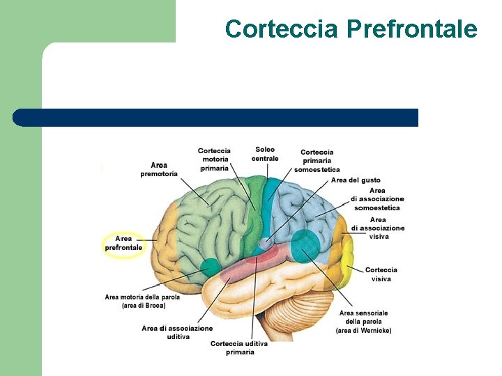 Corteccia Prefrontale 