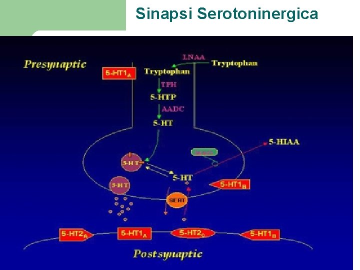 Sinapsi Serotoninergica 