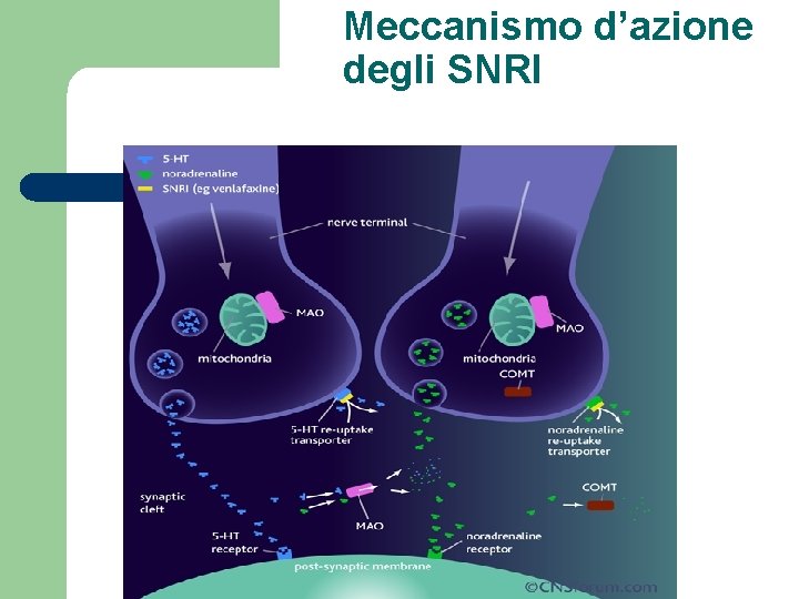 Meccanismo d’azione degli SNRI 