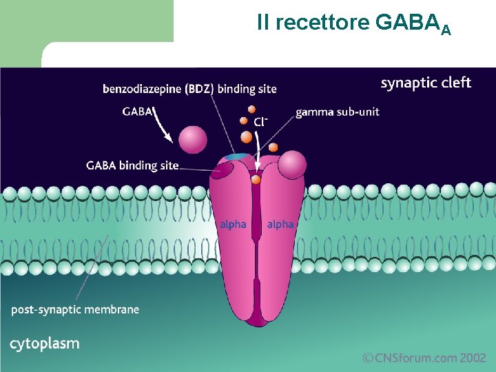 Il recettore GABAA 