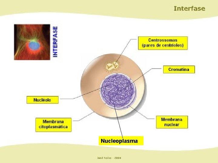 Nucleoplasma 