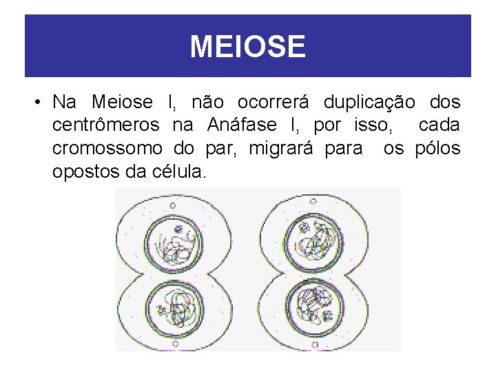 MEIOSE • Na Meiose I, não ocorrerá duplicação dos centrômeros na Anáfase I, por