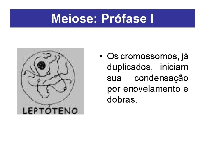 Meiose: Prófase I • Os cromossomos, já duplicados, iniciam sua condensação por enovelamento e
