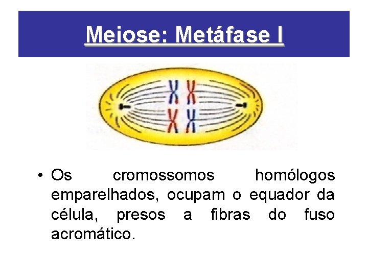 Meiose: Metáfase I • Os cromossomos homólogos emparelhados, ocupam o equador da célula, presos