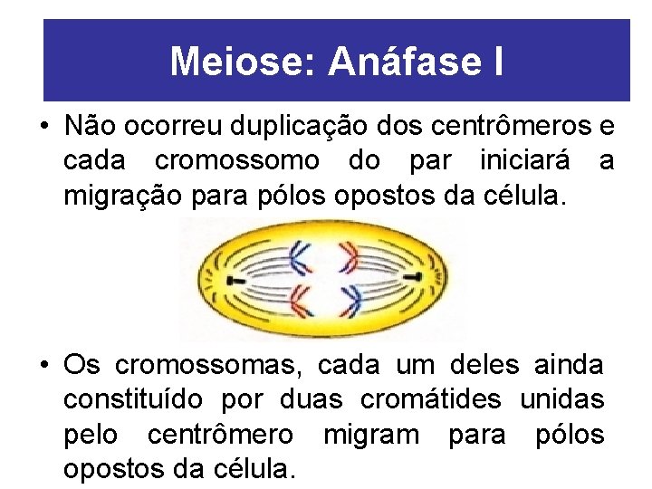 Meiose: Anáfase I • Não ocorreu duplicação dos centrômeros e cada cromossomo do par