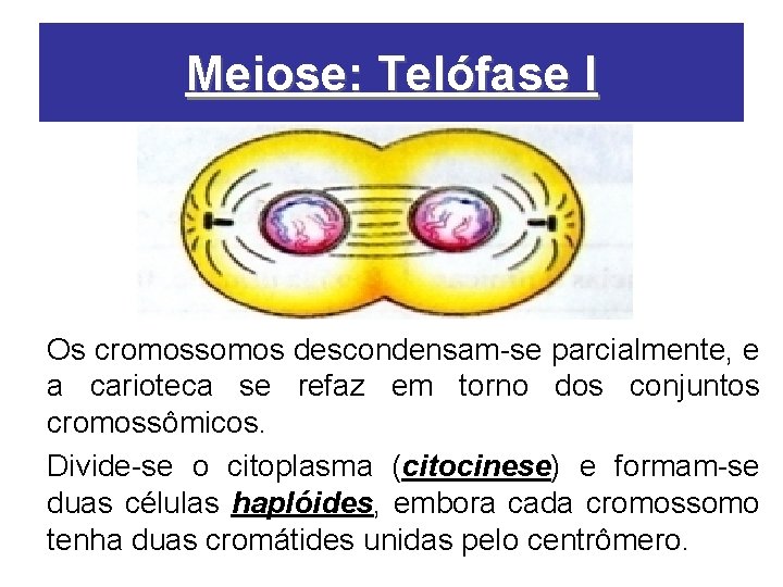 Meiose: Telófase I Os cromossomos descondensam-se parcialmente, e a carioteca se refaz em torno