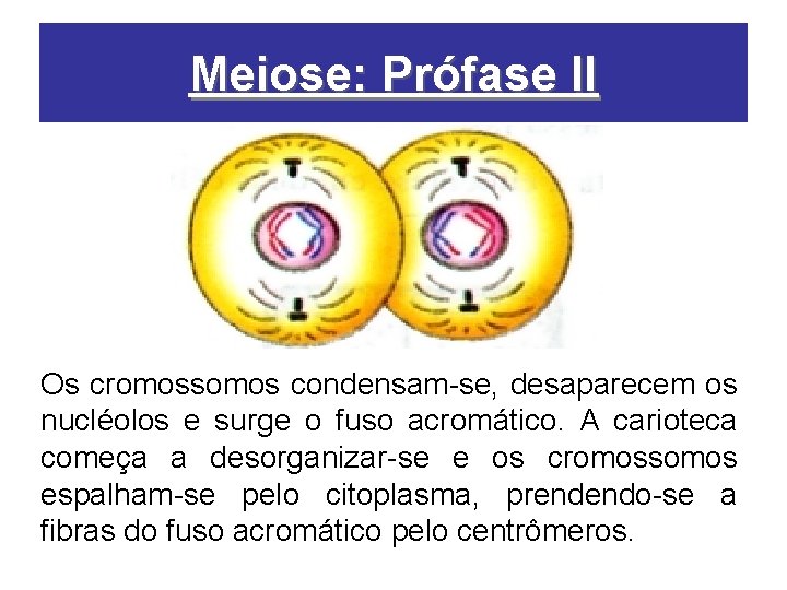 Meiose: Prófase II Os cromossomos condensam-se, desaparecem os nucléolos e surge o fuso acromático.