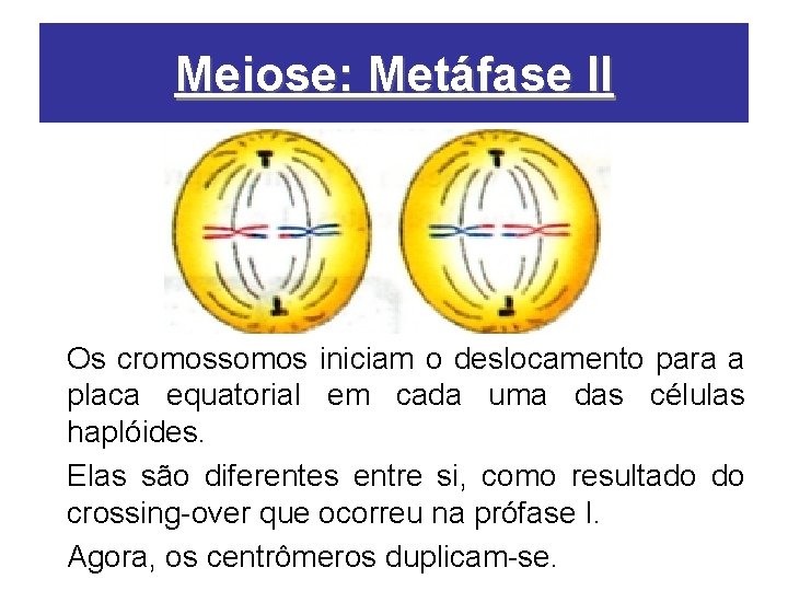 Meiose: Metáfase II Os cromossomos iniciam o deslocamento para a placa equatorial em cada