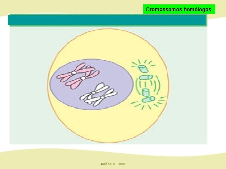 Cromossomos homólogos 