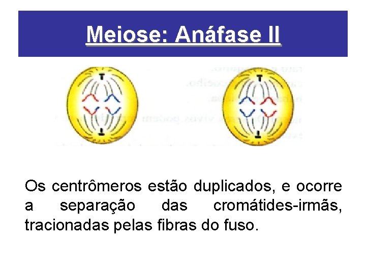 Meiose: Anáfase II Os centrômeros estão duplicados, e ocorre a separação das cromátides-irmãs, tracionadas