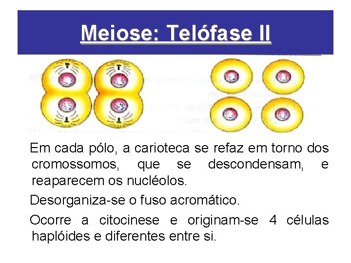 Meiose: Telófase II Em cada pólo, a carioteca se refaz em torno dos cromossomos,