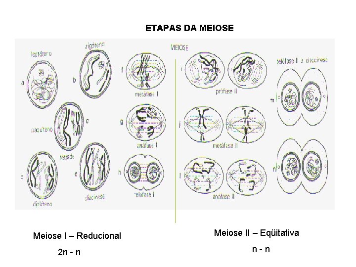 ETAPAS DA MEIOSE Meiose I – Reducional 2 n - n Meiose II –