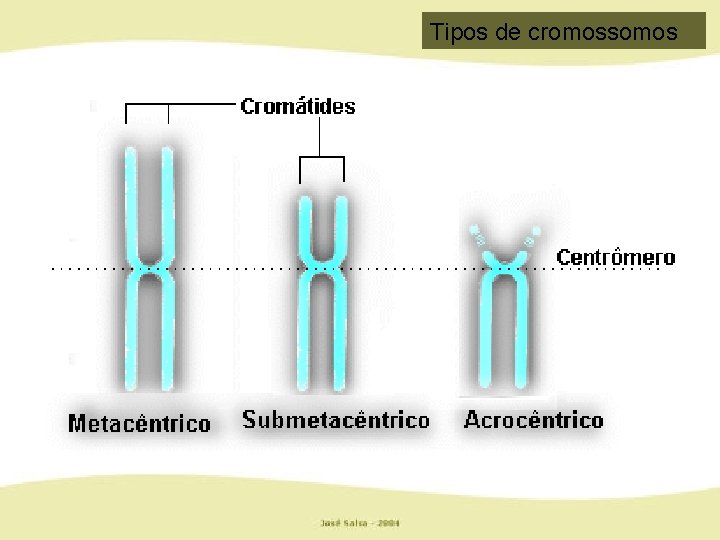 Tipos de cromossomos 