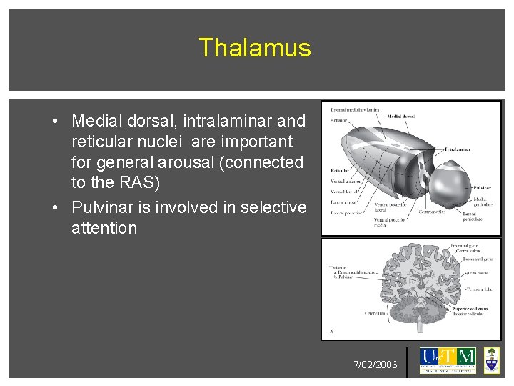 Thalamus • Medial dorsal, intralaminar and reticular nuclei are important for general arousal (connected