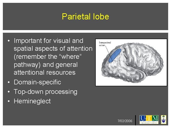 Parietal lobe • Important for visual and spatial aspects of attention (remember the “where”